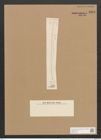 Nitzschia linearis var. subsigmoidea V. H. (de-Toni-Nr.: Genus 47, Species 2111) Zeichnungen Sammlung Grunow Nr. 4221 (NHMW-BOT-W0372162)
